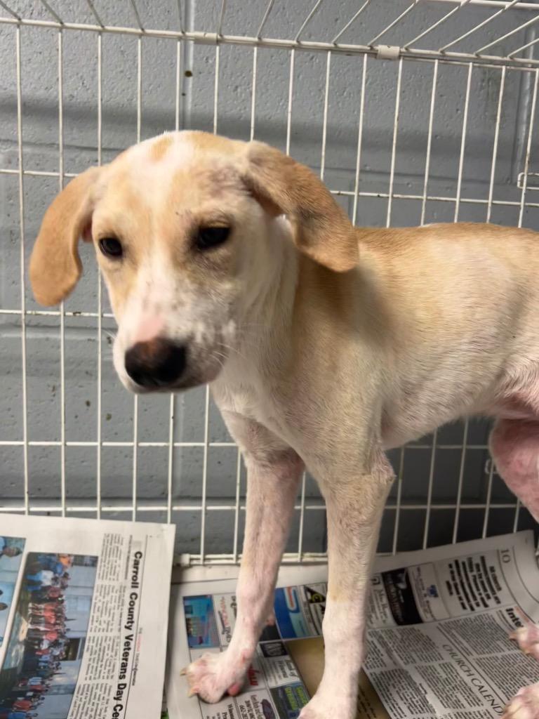 Enlarge Landy, a Adoptable Labrador Retriever in Greenwood, MS image 2/3