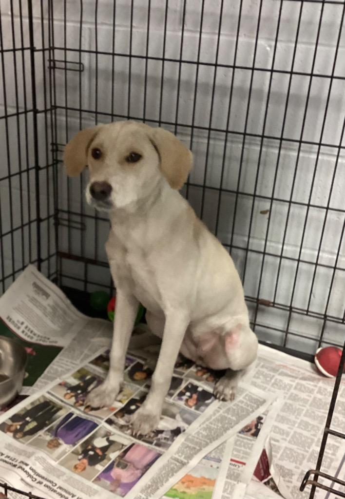 Enlarge Landy, a Adoptable Labrador Retriever in Greenwood, MS image 3/3