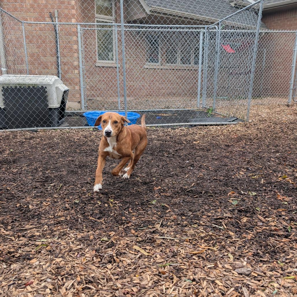 Cathy, Adoptable, Young Female Mixed Breed.