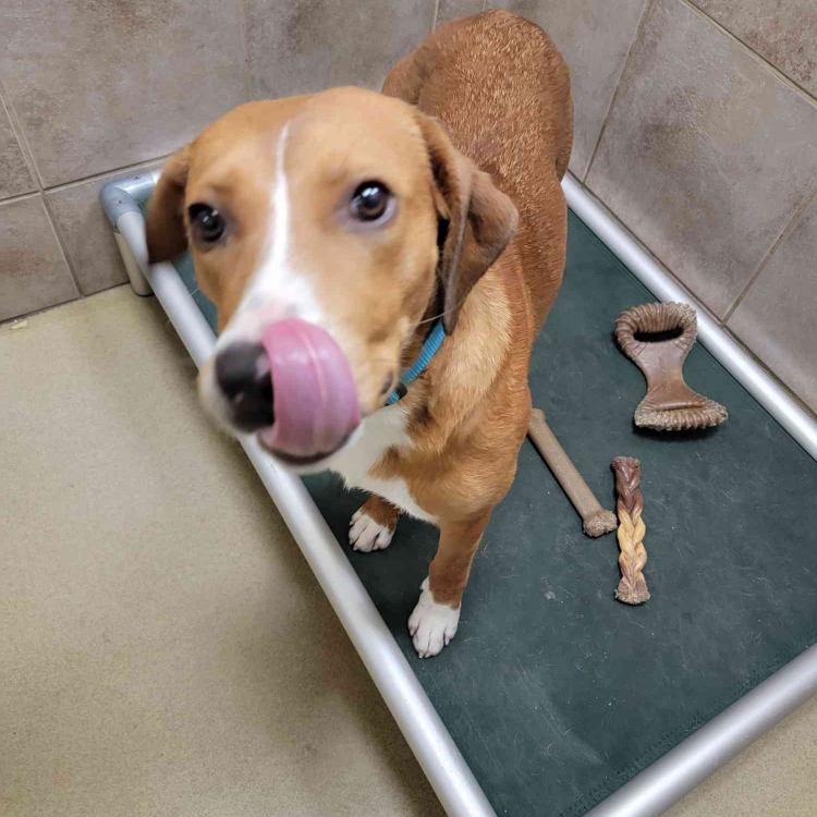 Cathy, a Adoptable Mixed Breed in West Plains, MO image 2/5