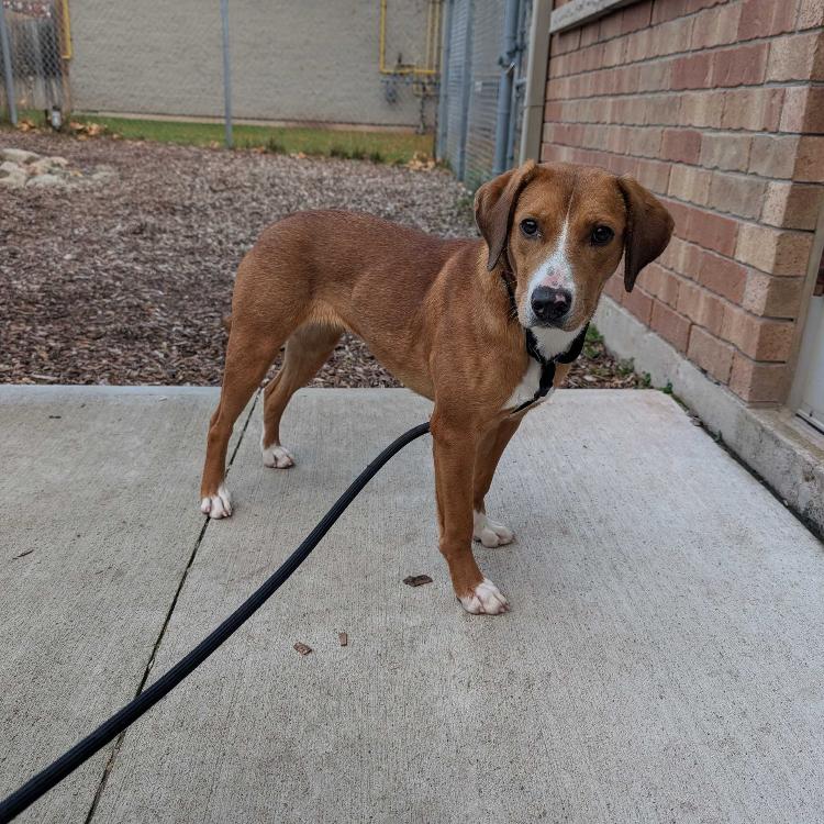 Cathy, a Adoptable Mixed Breed in West Plains, MO image 3/5