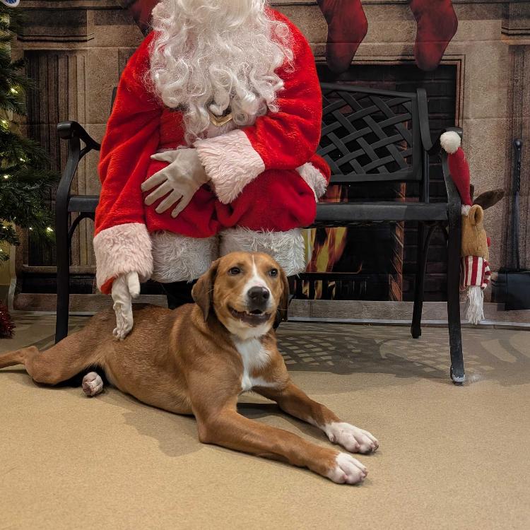 Cathy, a Adoptable Mixed Breed in West Plains, MO image 4/5