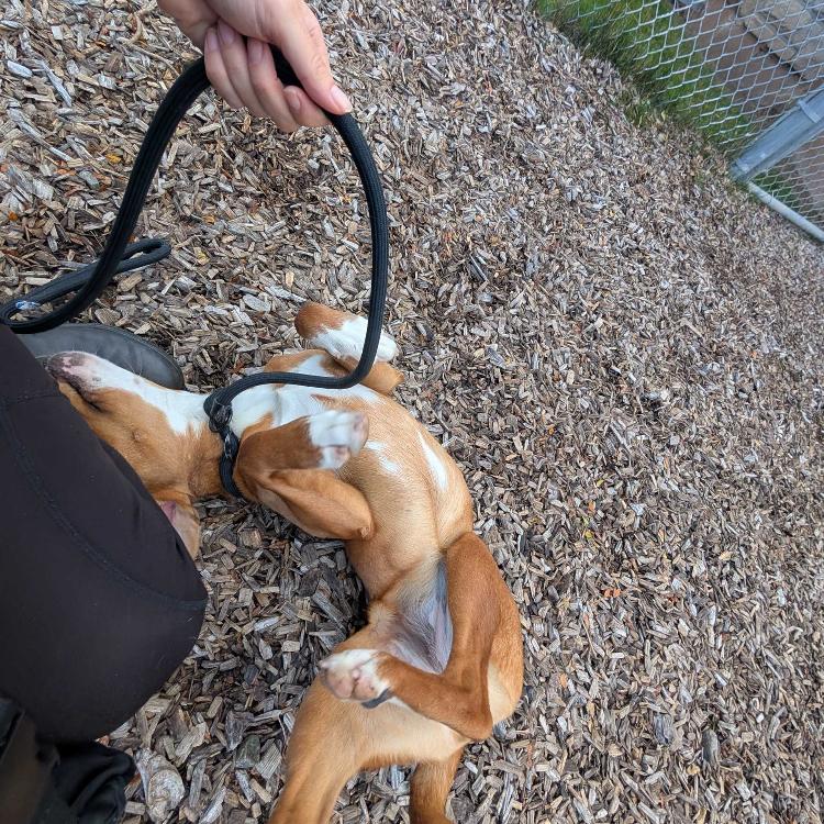 Cathy, a Adoptable Mixed Breed in West Plains, MO image 5/5