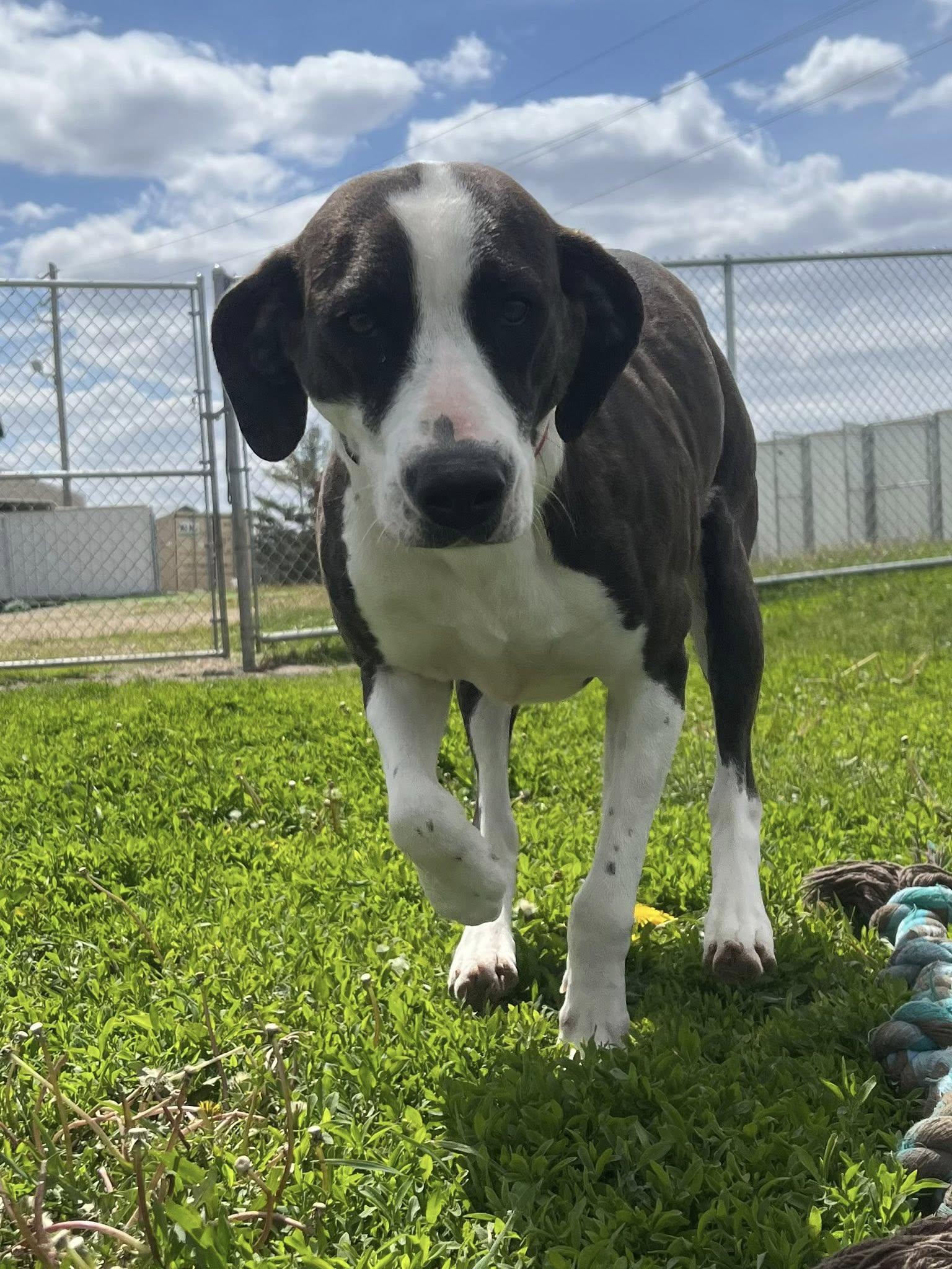 Enlarge Tulip, a ADOPTABLE Mixed Breed in Davenport, IA image 2/2