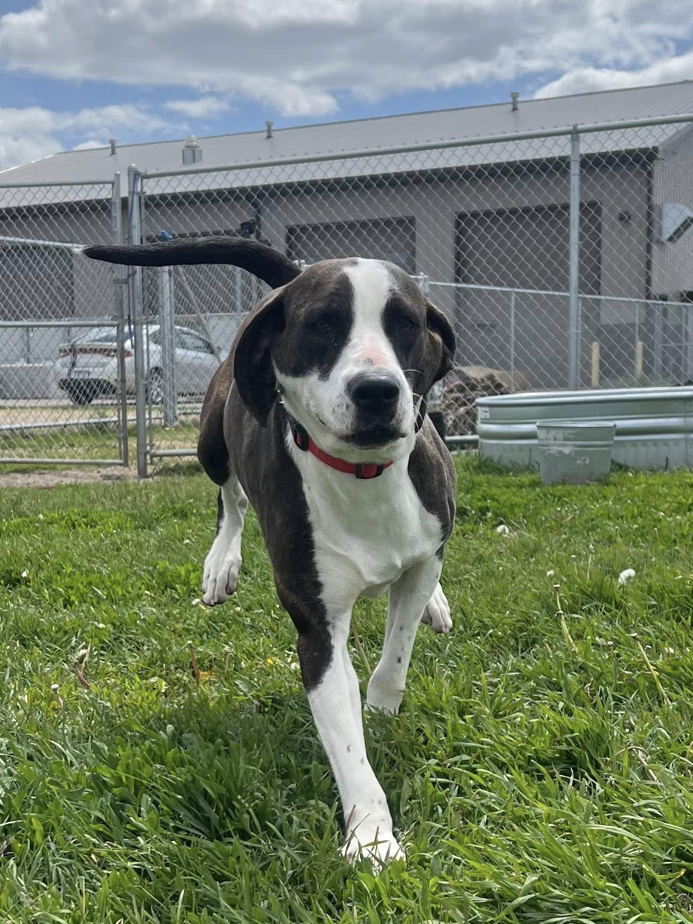 Tulip, ADOPTABLE, Adult Female Mixed Breed.