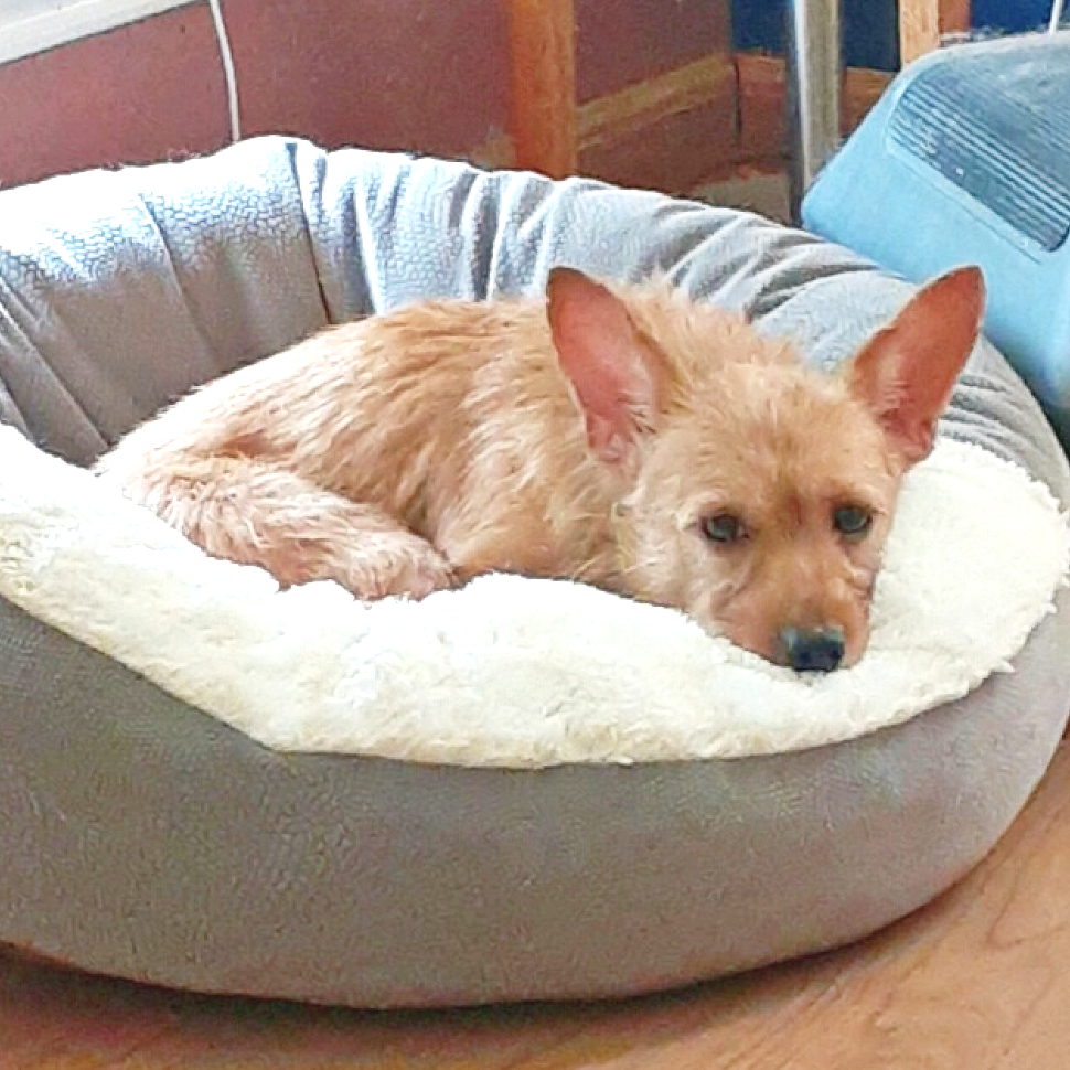 Dog for adoption Irish, a Yorkshire Terrier & Chihuahua Mix in Flower