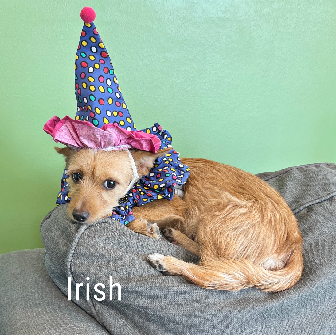 Dog for adoption Irish, a Yorkshire Terrier & Chihuahua Mix in Flower