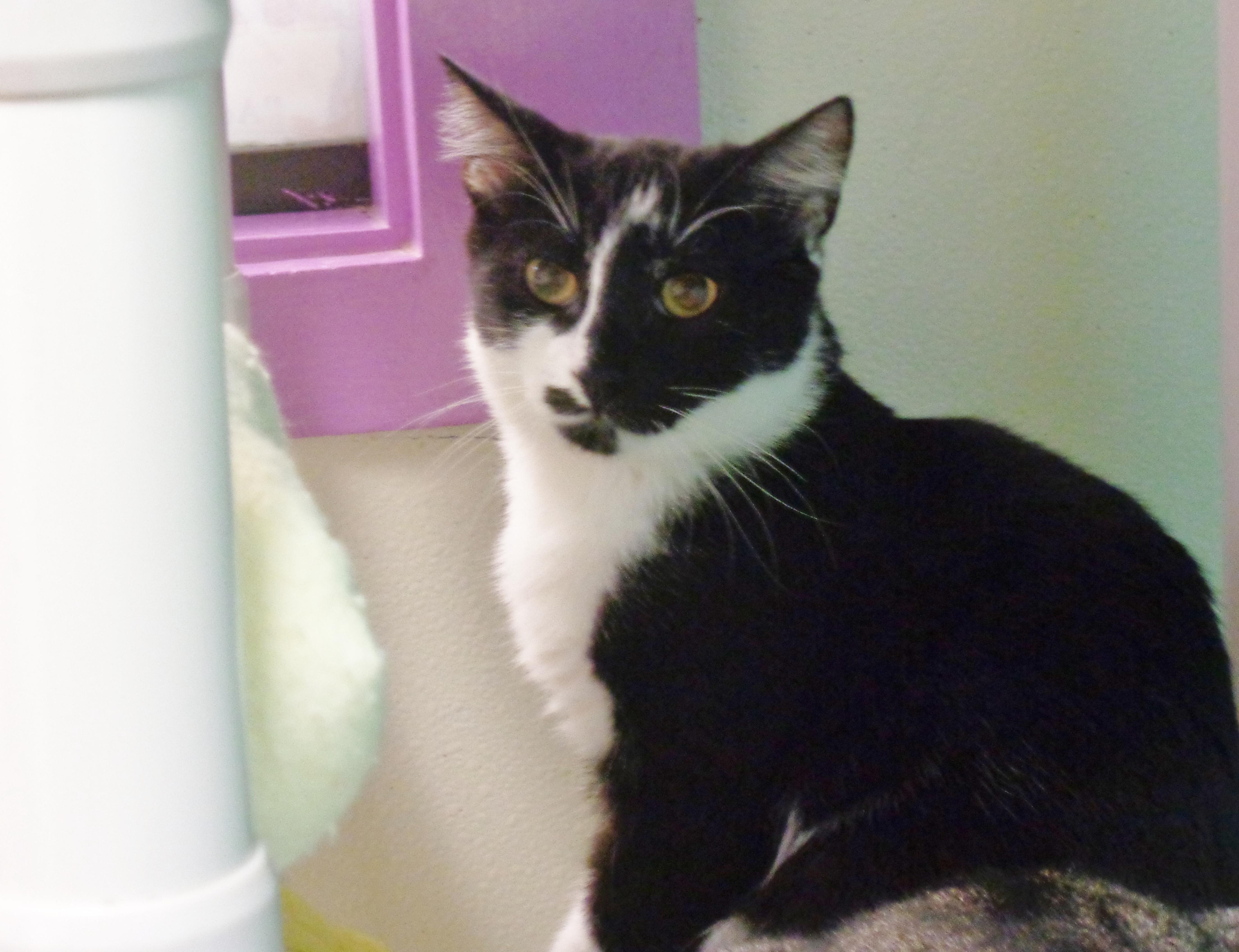 Enlarge STYMIE, a Adoptable Domestic Short Hair in Delhi, NY image 4/6