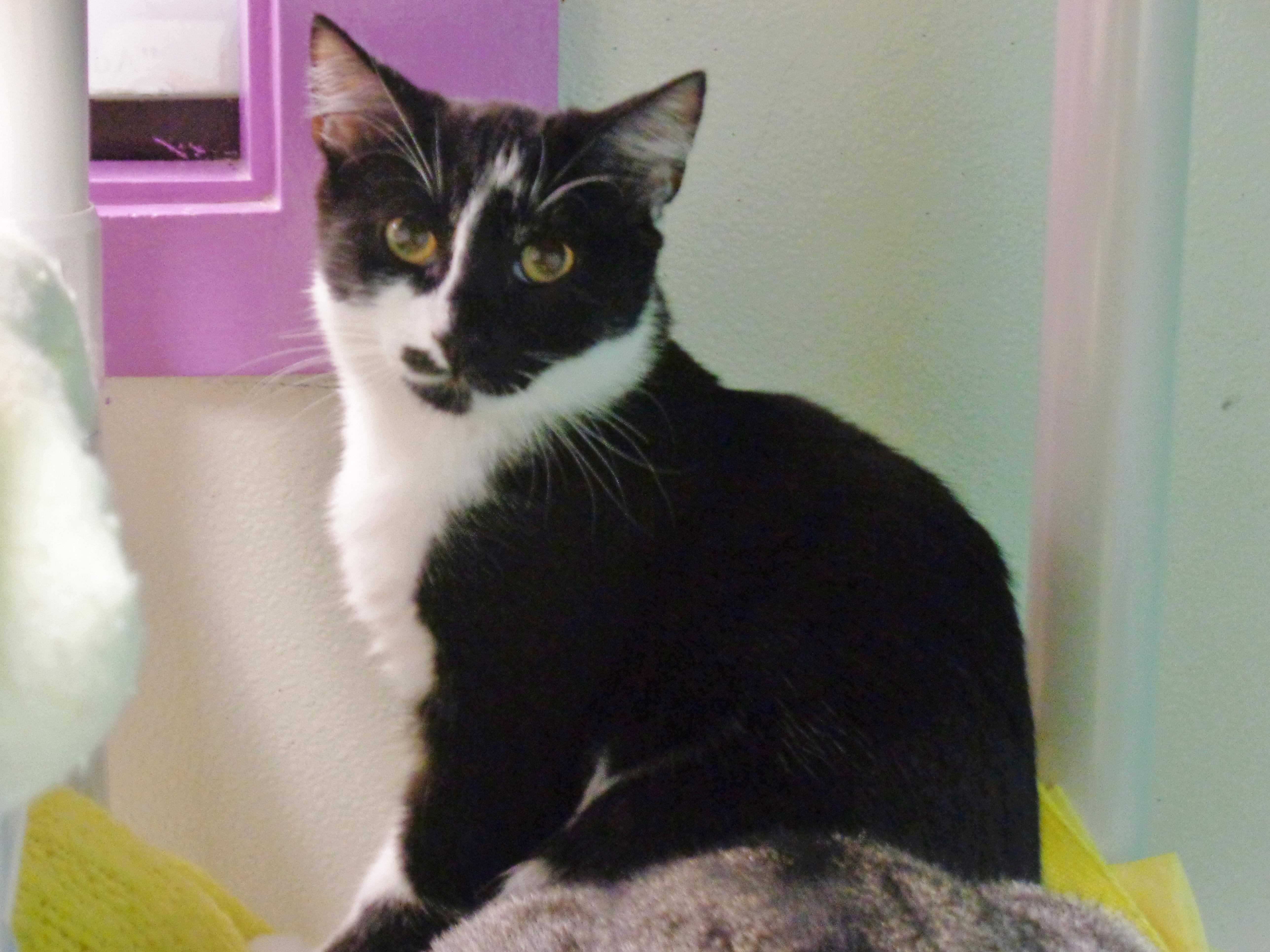 Enlarge STYMIE, a Adoptable Domestic Short Hair in Delhi, NY image 2/6