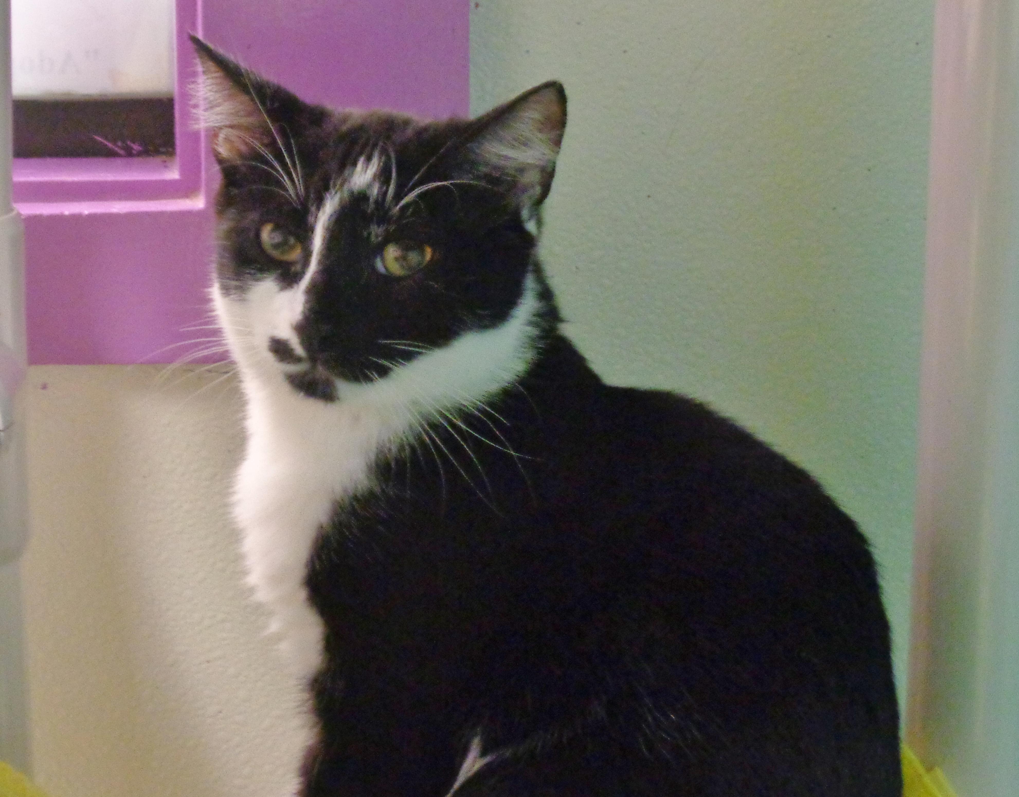 Enlarge STYMIE, a Adoptable Domestic Short Hair in Delhi, NY image 5/6
