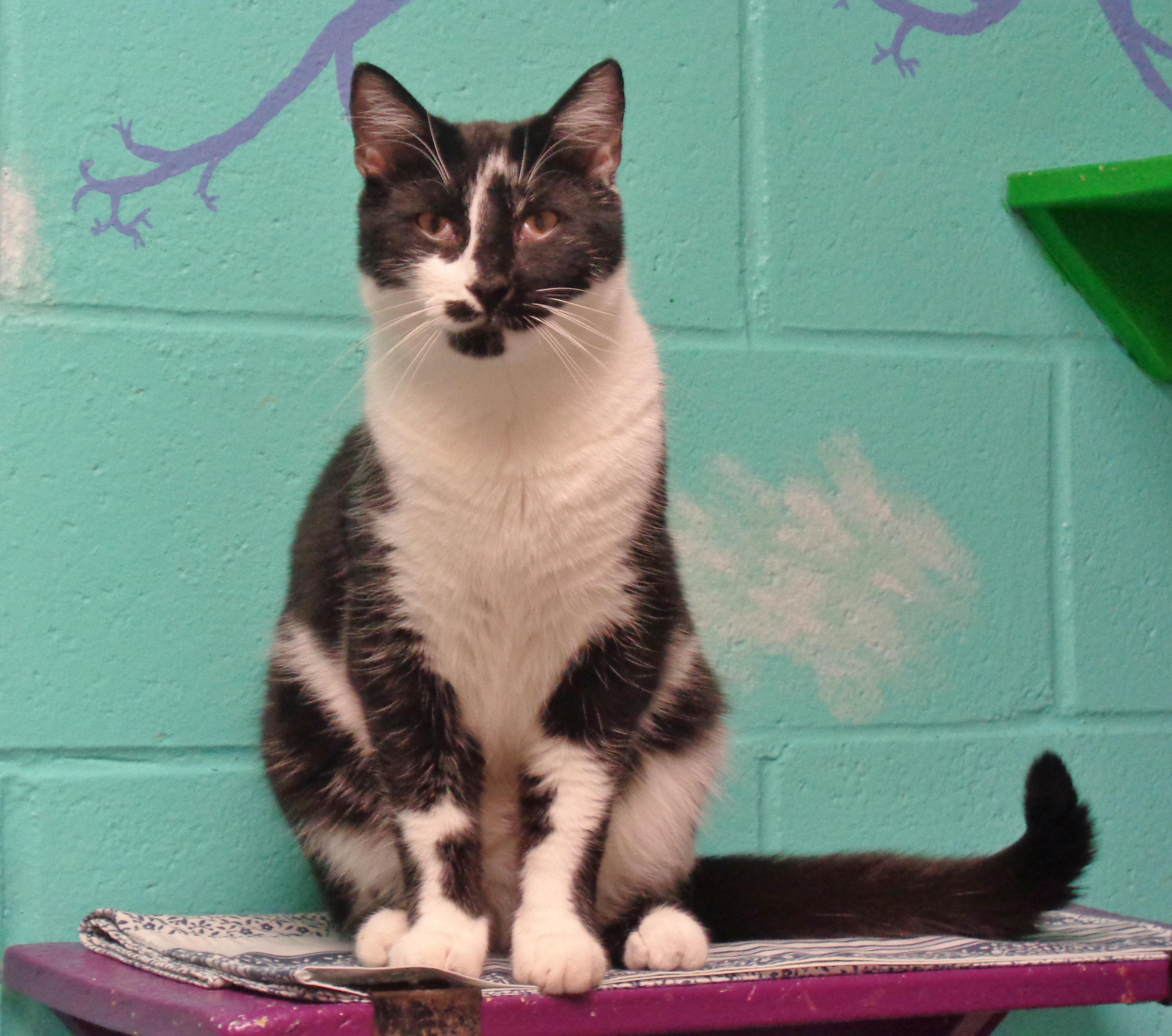 STYMIE, Adoptable, Young Male Domestic Short Hair.