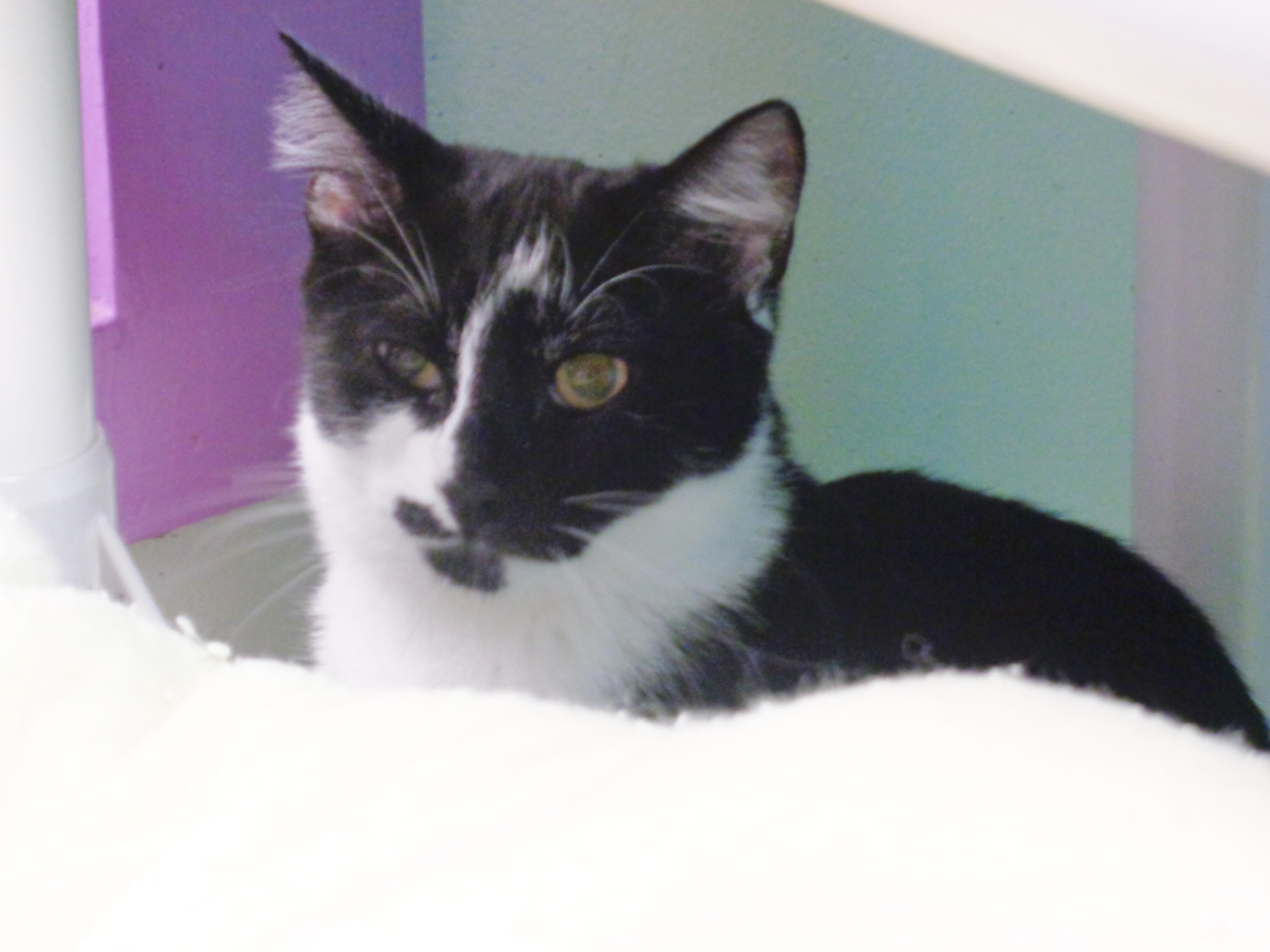 Enlarge STYMIE, a Adoptable Domestic Short Hair in Delhi, NY image 6/6