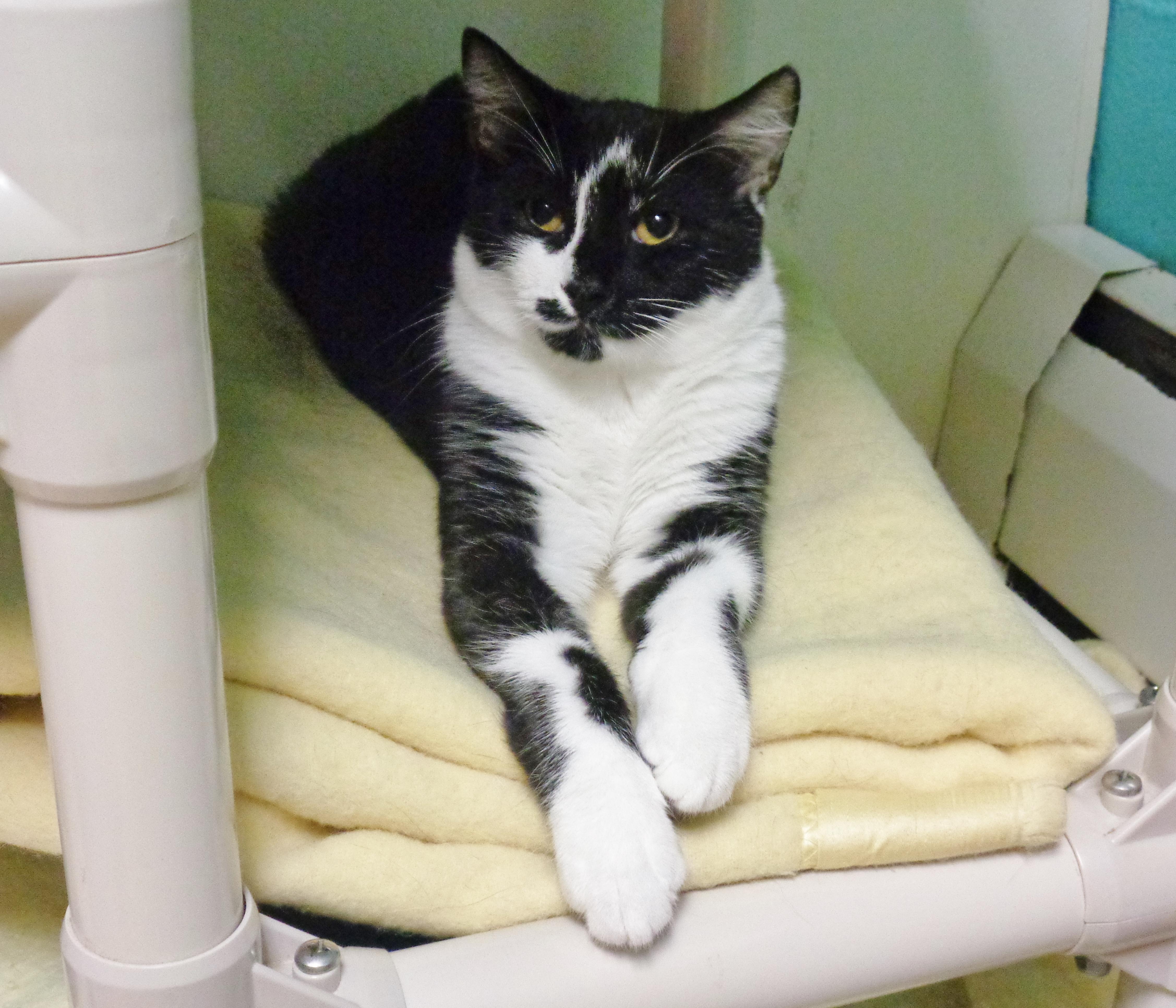 STYMIE, Adoptable, Young Male Domestic Short Hair.