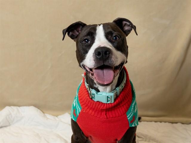 Enlarge NACHO, a Adoptable mixed breed in Ames, IA image 1/1