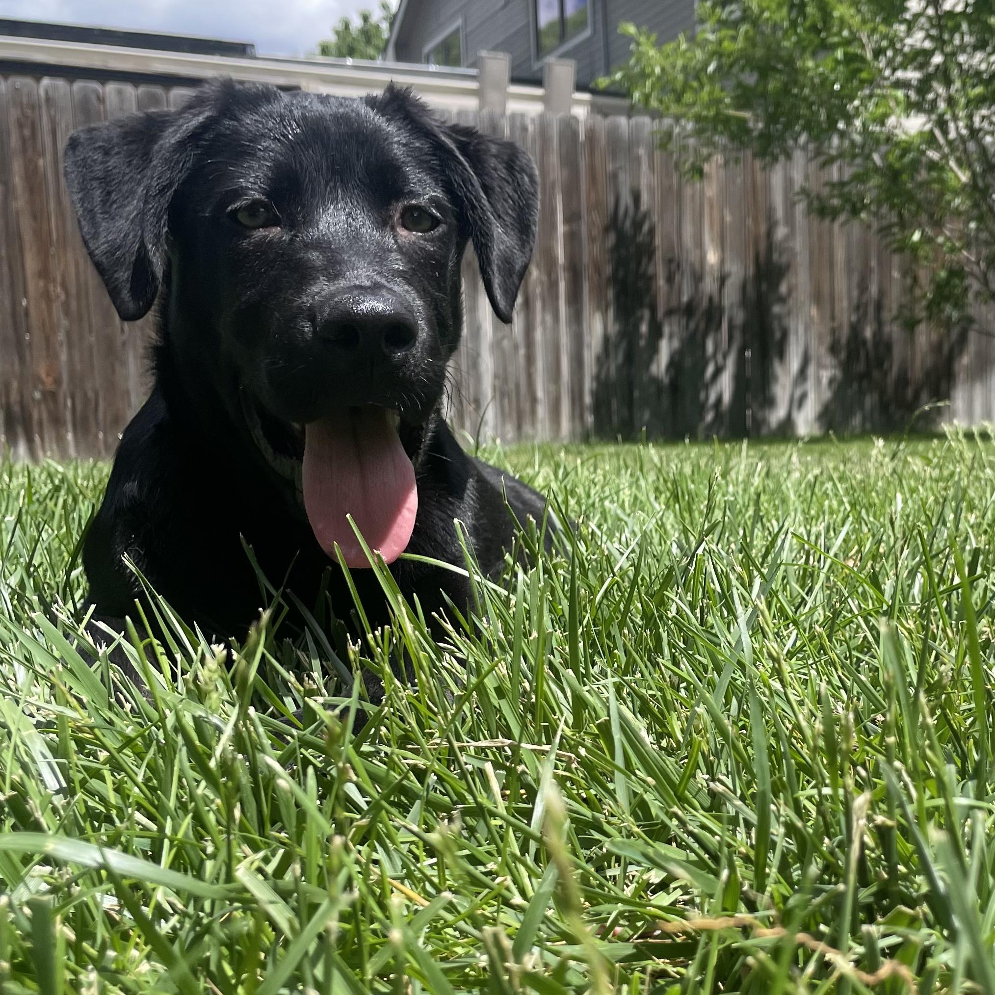 Duke, ADOPTABLE, Puppy Male Labrador Retriever & Black Labrador Retriever.
