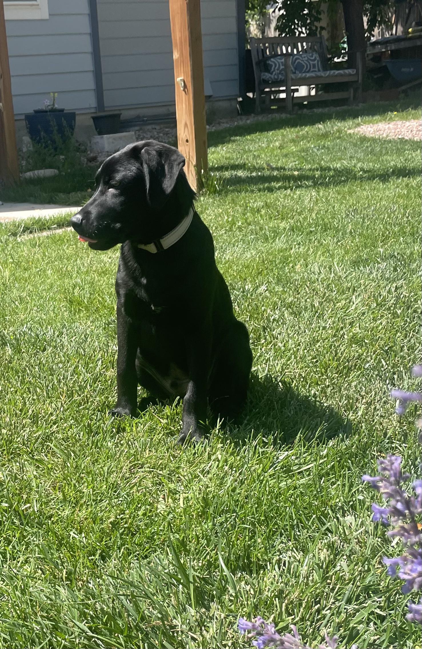 Enlarge Duke, a ADOPTABLE mixed breed in Fort Collins, CO image 5/5