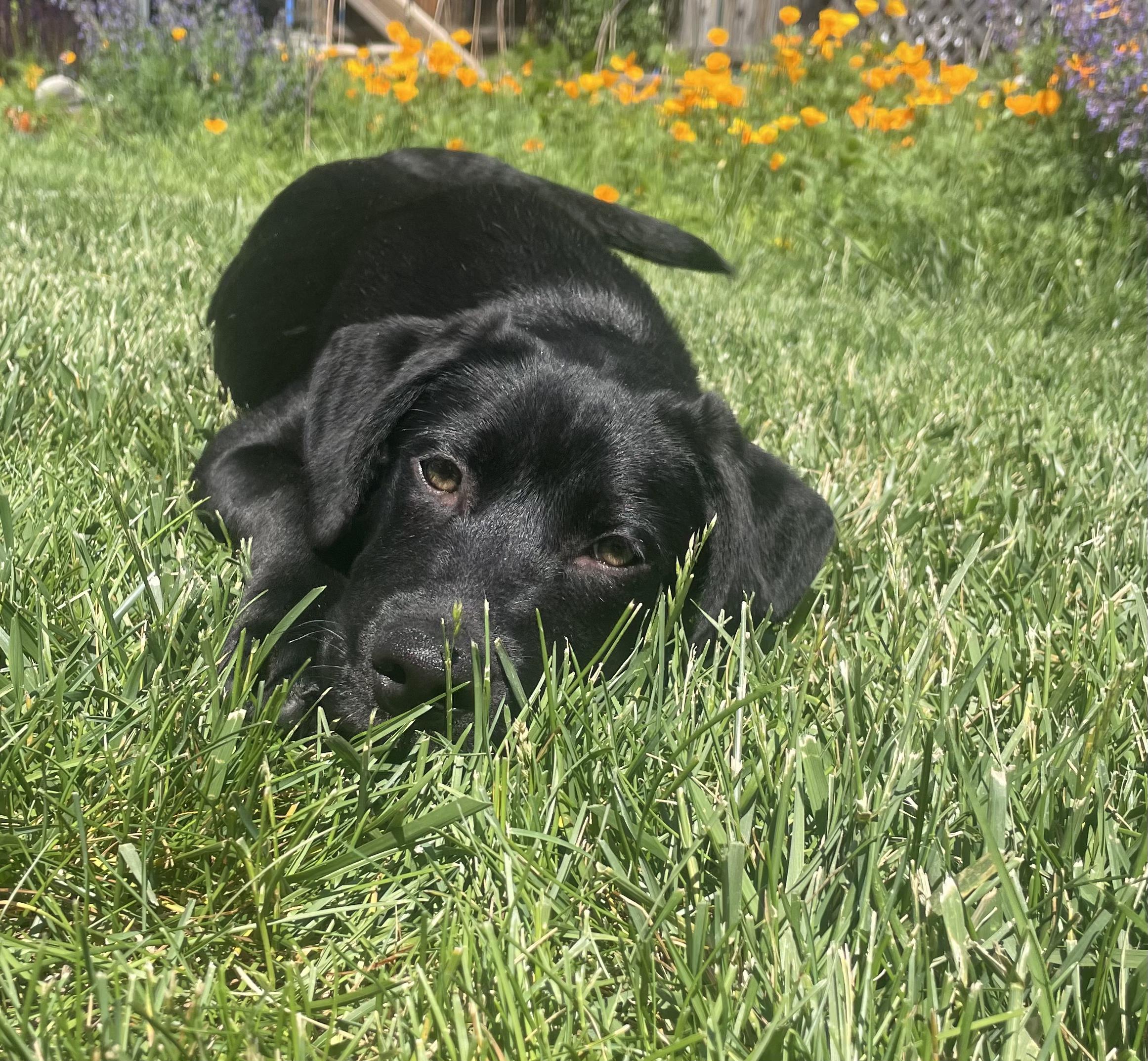 Enlarge Duke, a ADOPTABLE mixed breed in Fort Collins, CO image 2/5