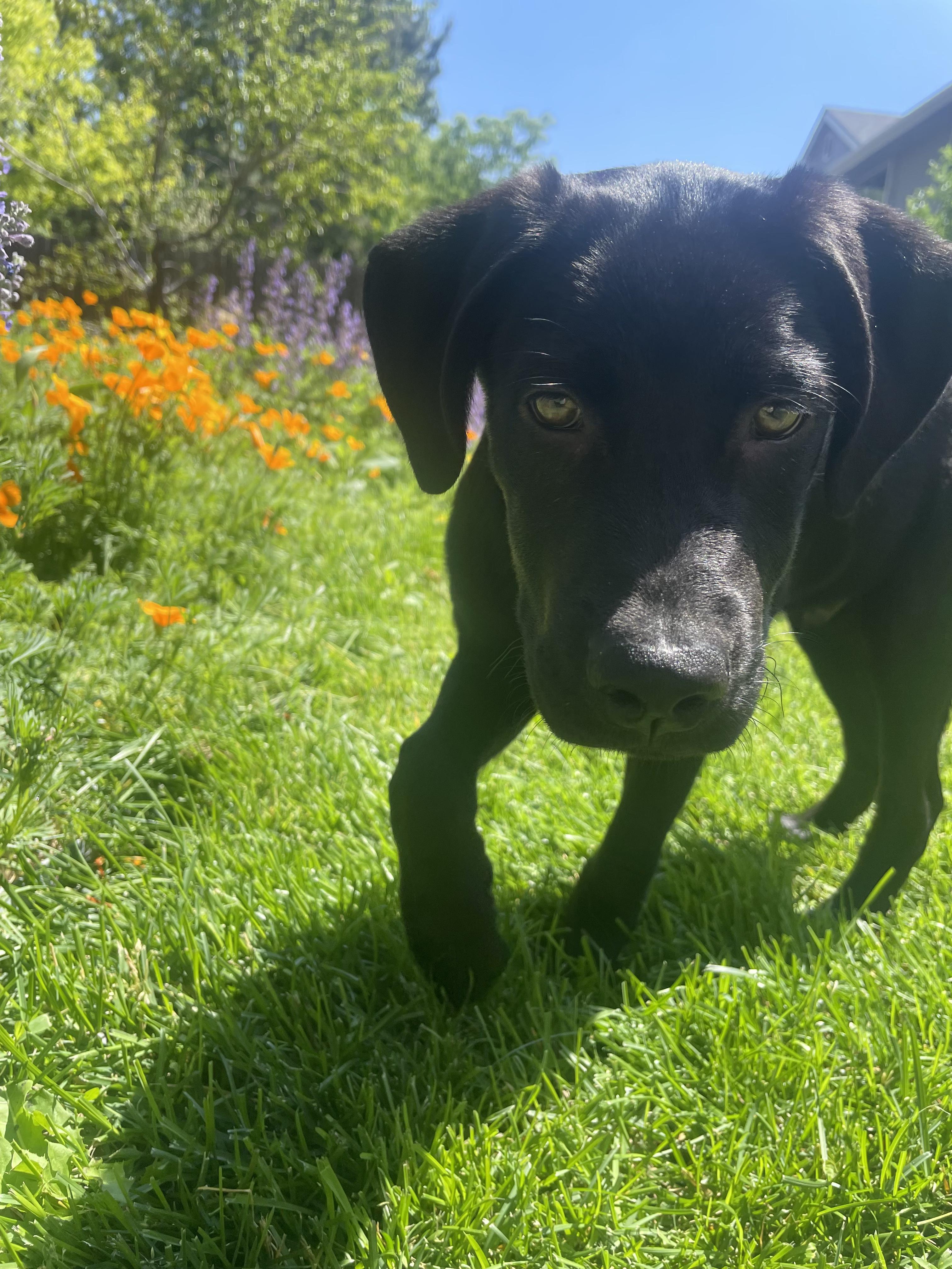 Enlarge Duke, a ADOPTABLE mixed breed in Fort Collins, CO image 3/5