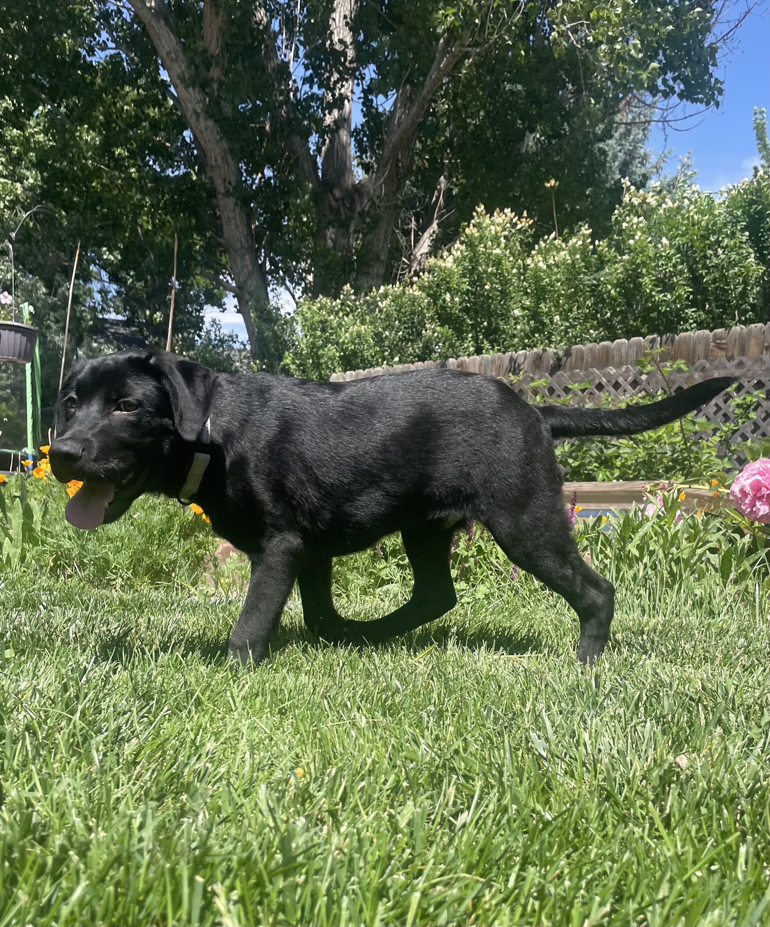 Enlarge Duke, a ADOPTABLE mixed breed in Fort Collins, CO image 4/5