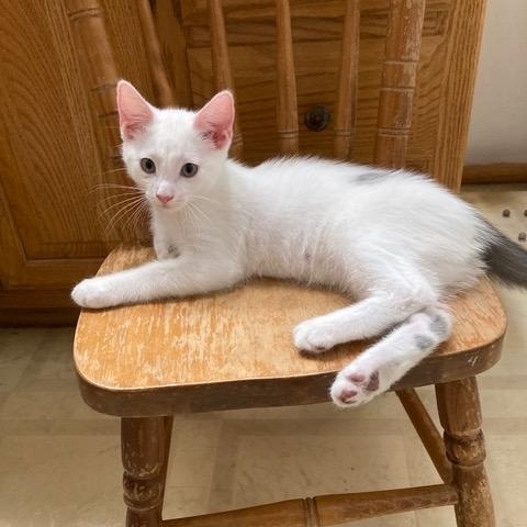 Tucker, adopted, Kitten Male Domestic Short Hair.