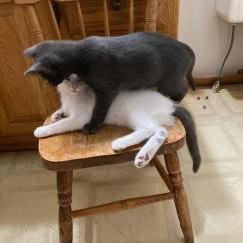 Tucker, an adopted Domestic Short Hair in Midland, MI image 3/4