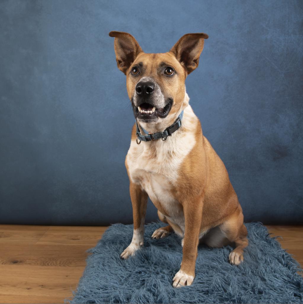 Mooney, a Adoptable mixed breed in Potomac, MD image 1/6