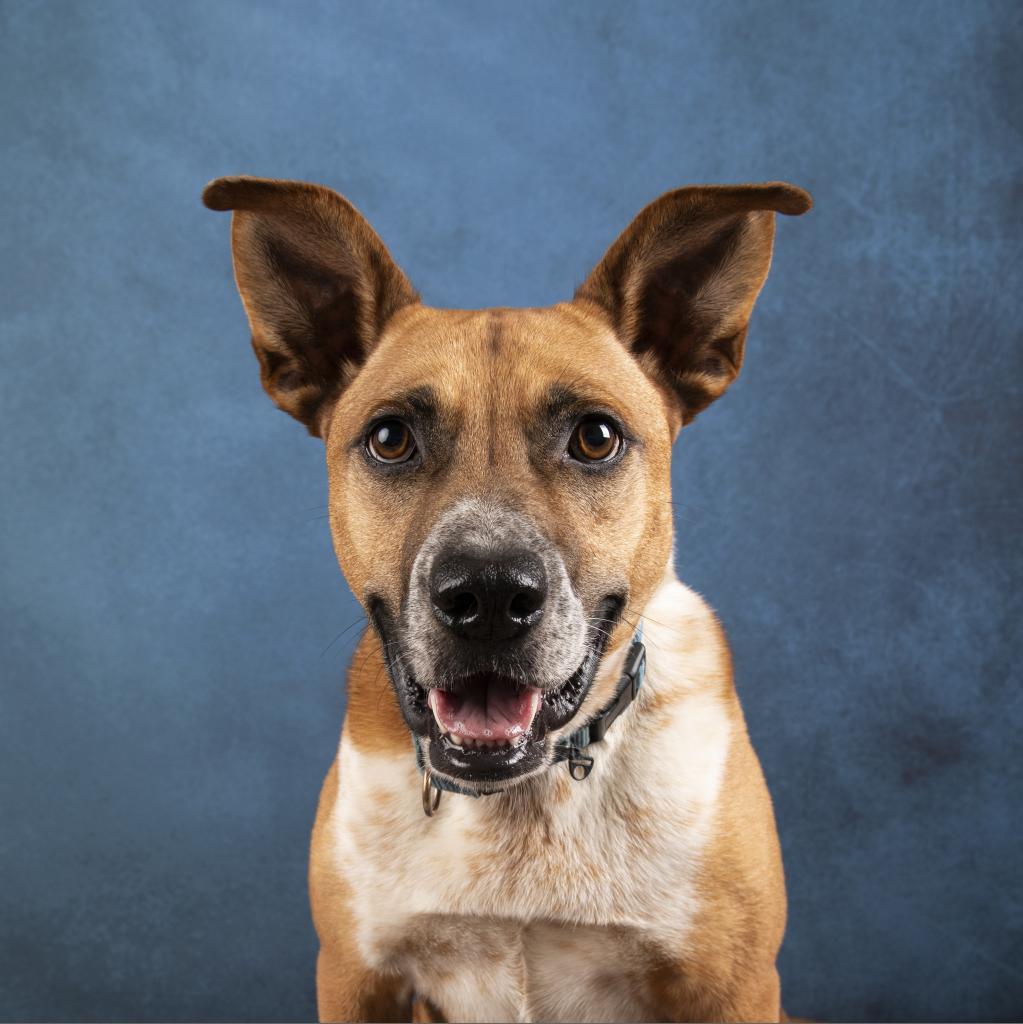 Mooney, a Adoptable mixed breed in Potomac, MD image 3/6