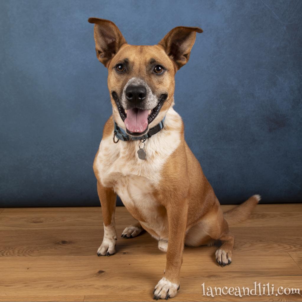 Mooney, a Adoptable mixed breed in Potomac, MD image 5/6