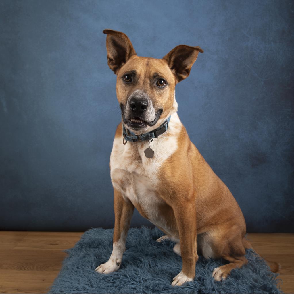Mooney, a Adoptable mixed breed in Potomac, MD image 6/6
