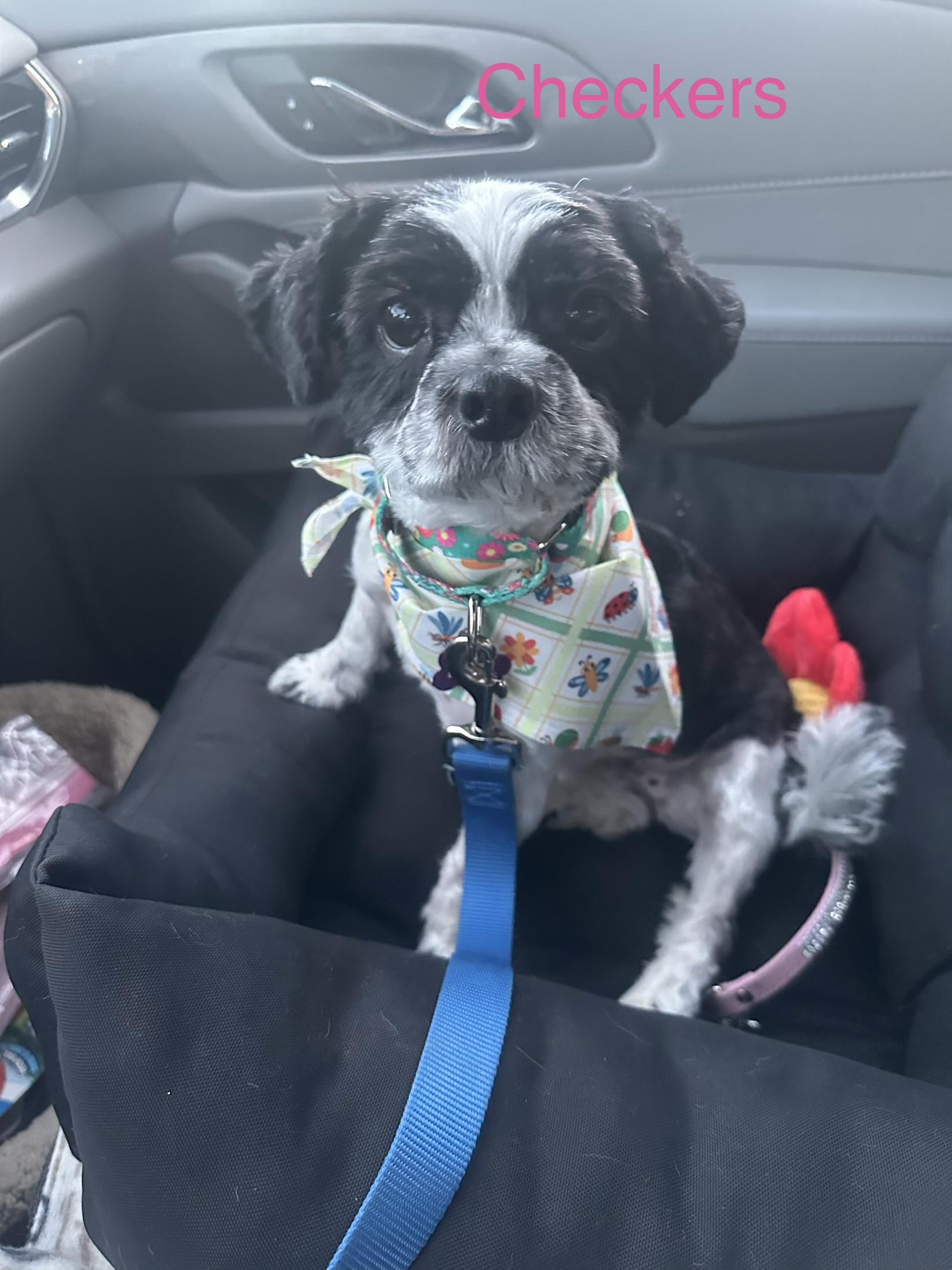Checkers, ADOPTABLE, Adult Female Shih Tzu & Maltese.