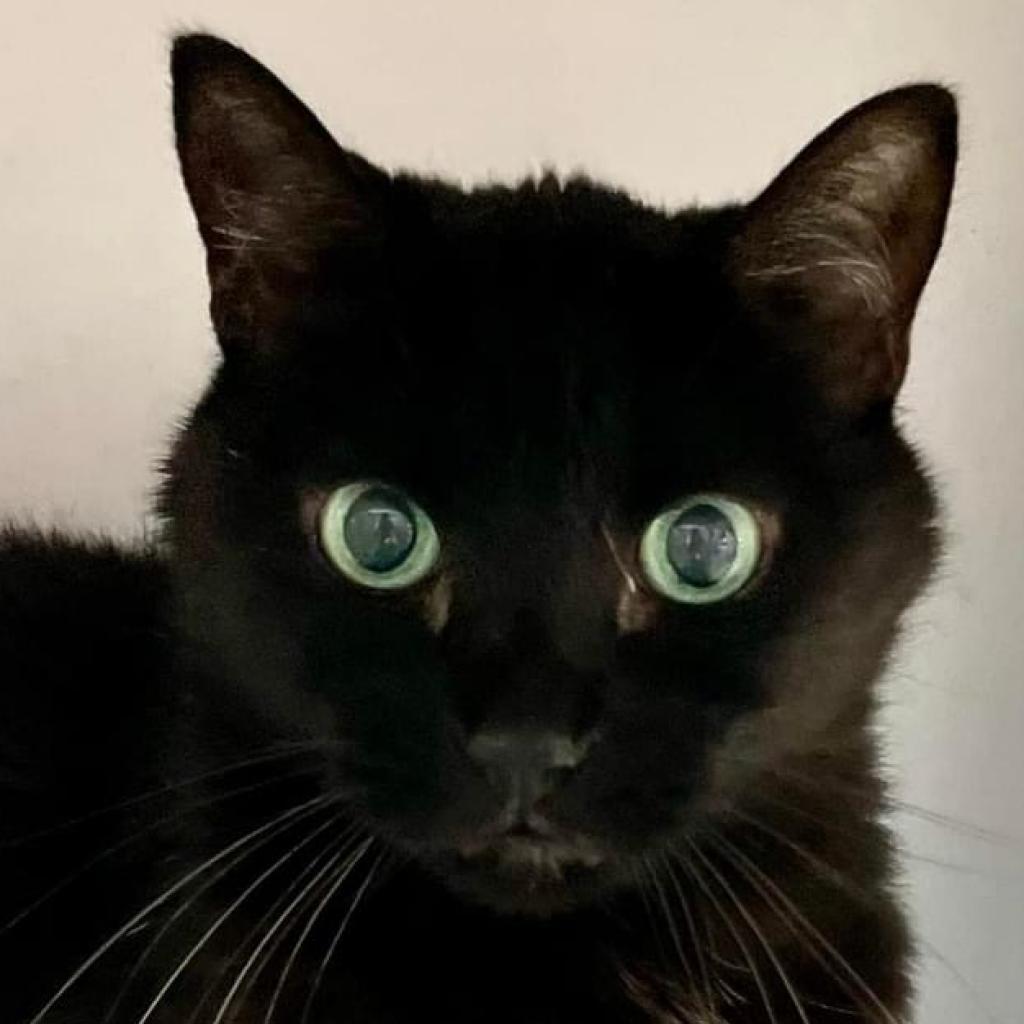 Enlarge Annabelle, a Adoptable Domestic Short Hair in Sarasota, FL image 1/6