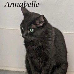 Enlarge Annabelle, a Adoptable Domestic Short Hair in Sarasota, FL image 2/6
