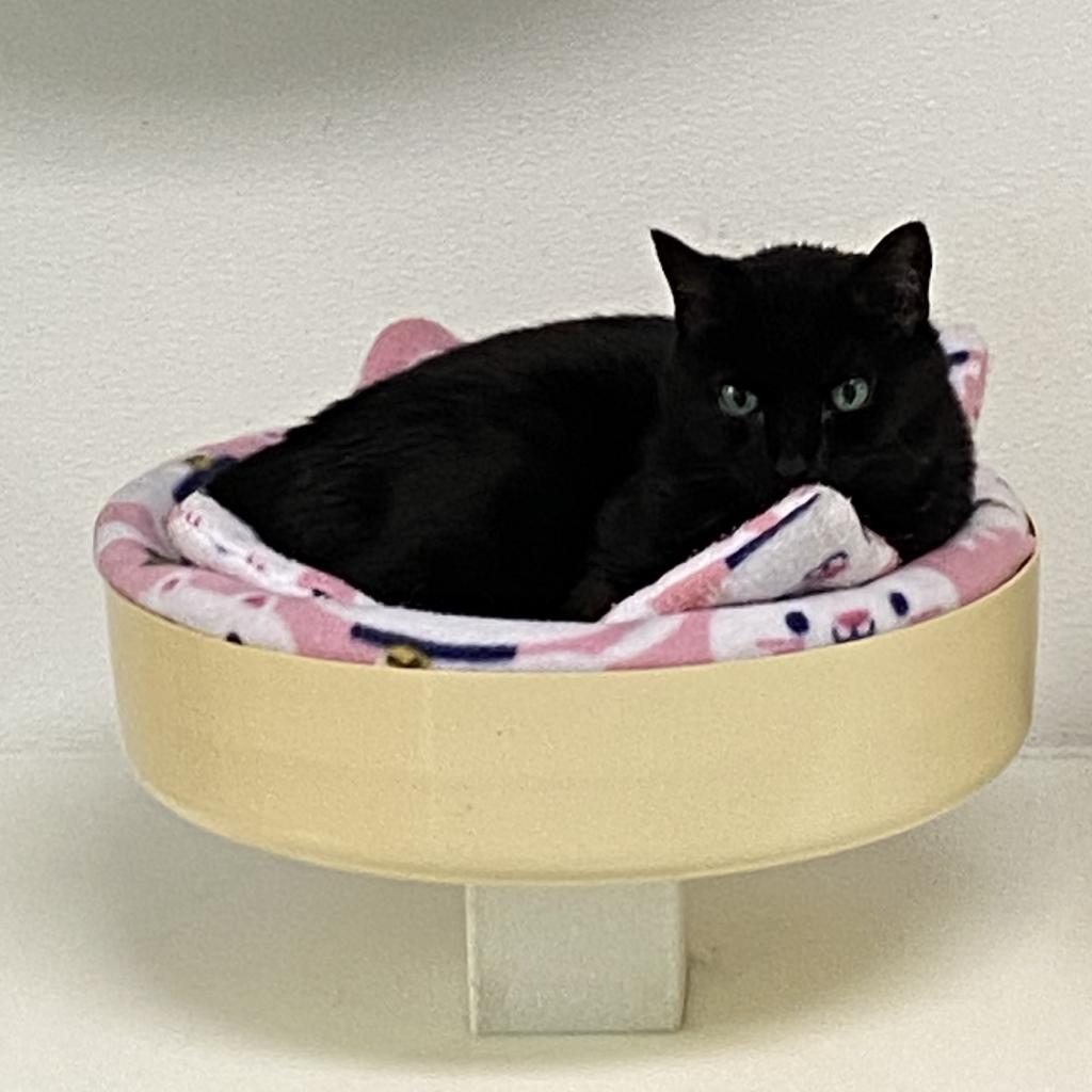 Enlarge Annabelle, a Adoptable Domestic Short Hair in Sarasota, FL image 3/6
