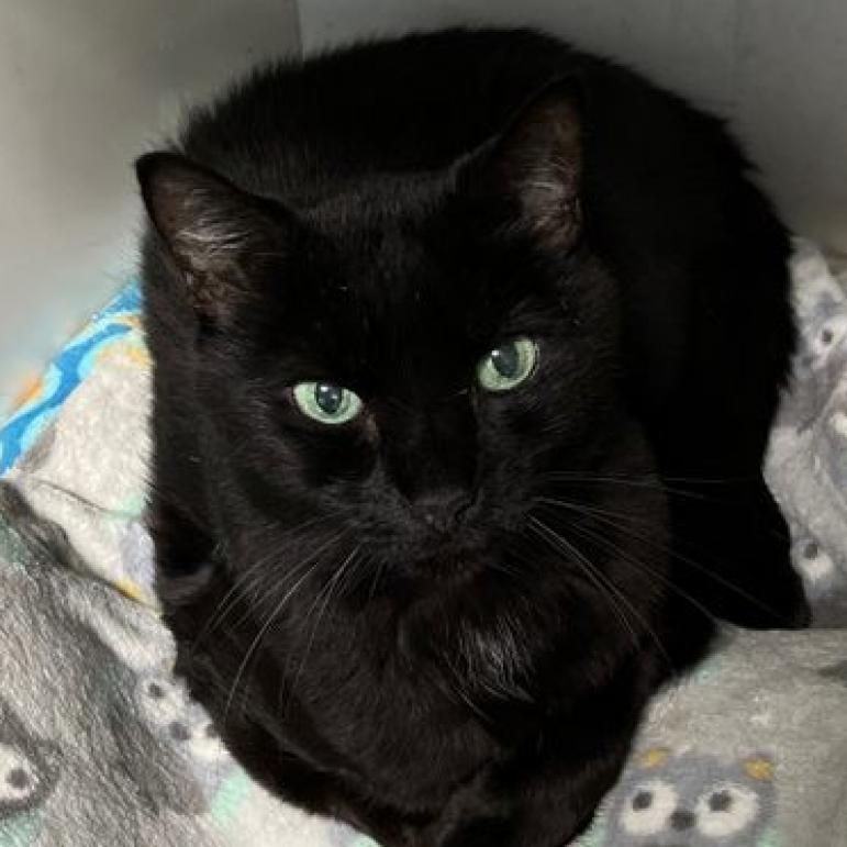 Annabelle — thumbnail 4