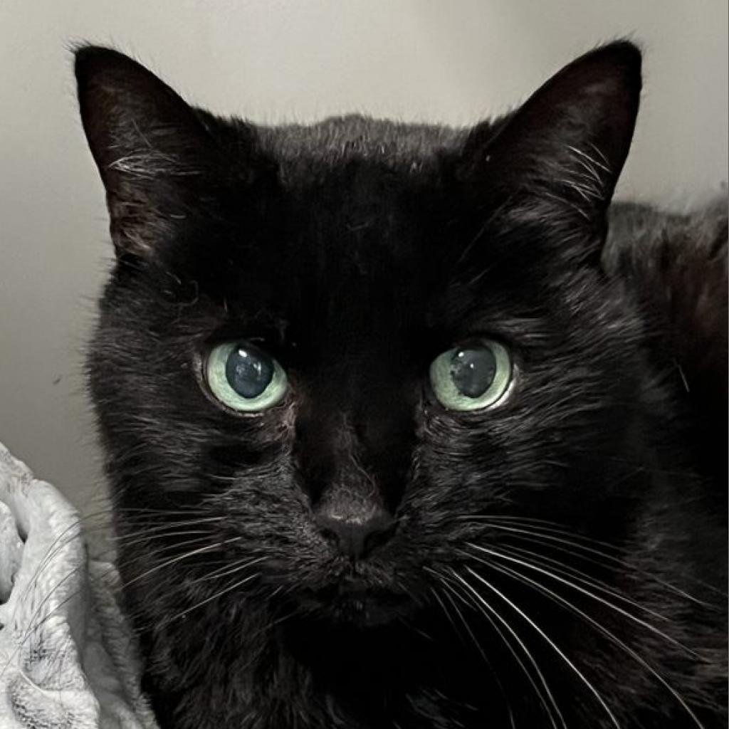 Enlarge Annabelle, a Adoptable Domestic Short Hair in Sarasota, FL image 5/6