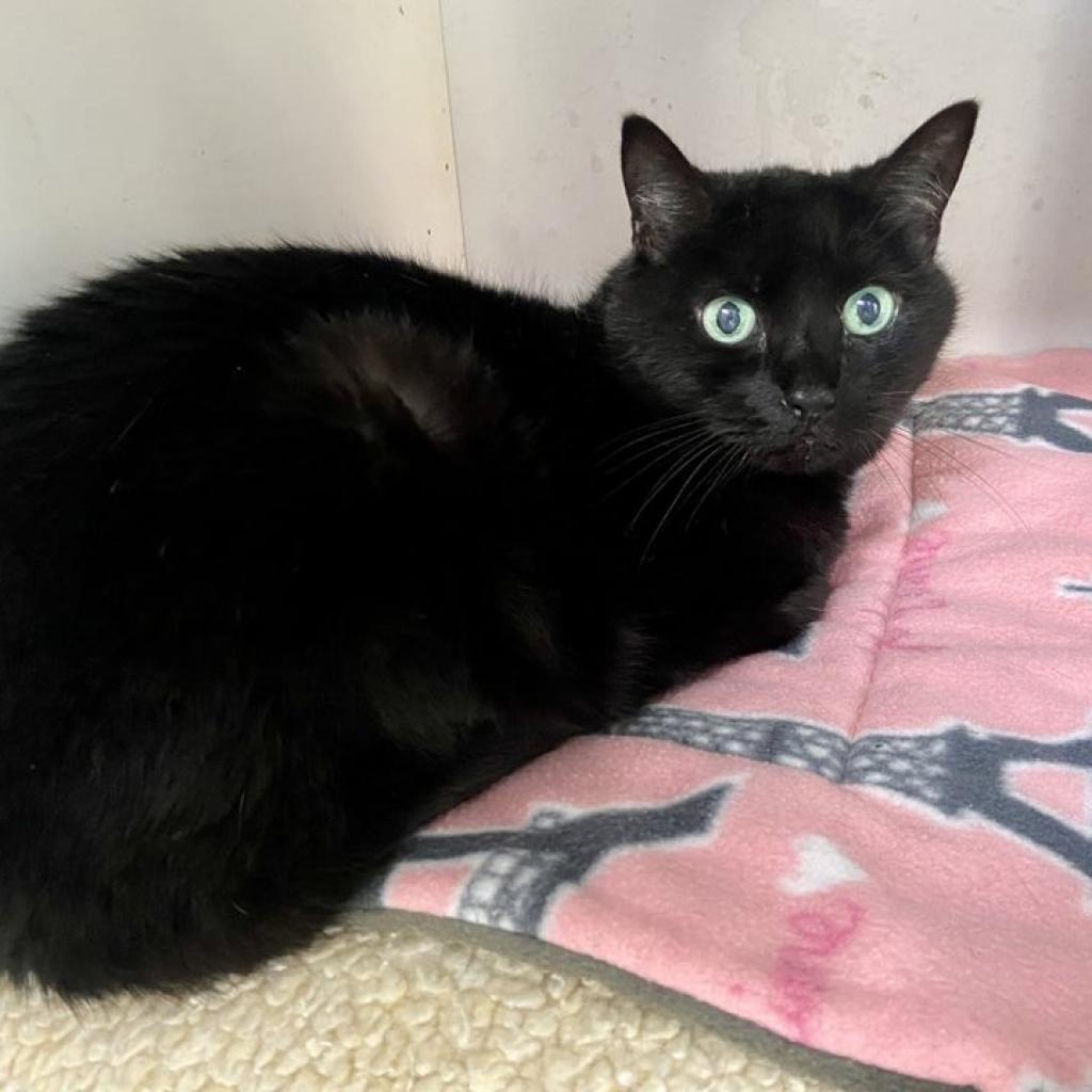 Annabelle — thumbnail 6