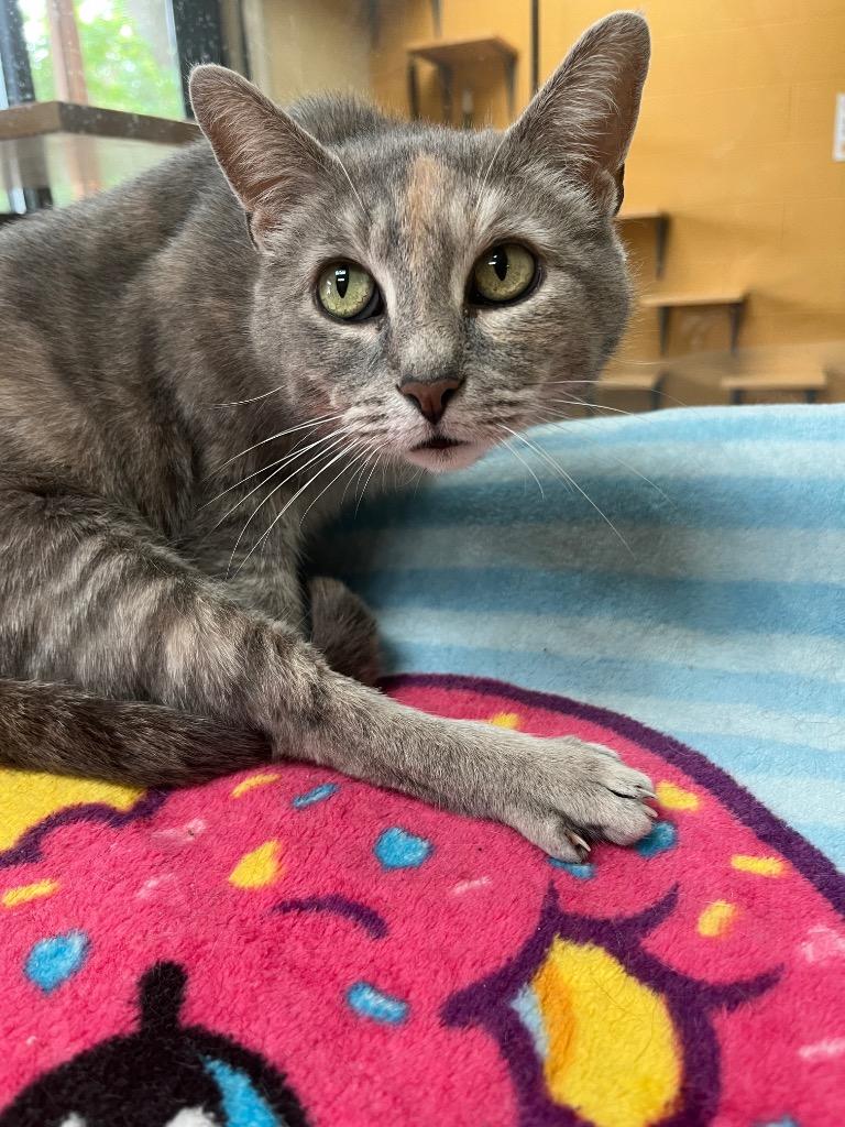 Enlarge Hazelwood, a Adoptable mixed breed in Cincinnati, OH image 1/6