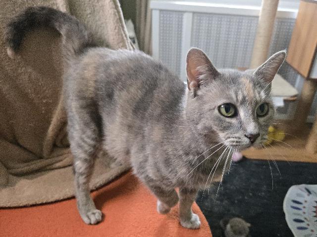 Enlarge Hazelwood, a Adoptable mixed breed in Cincinnati, OH image 2/6