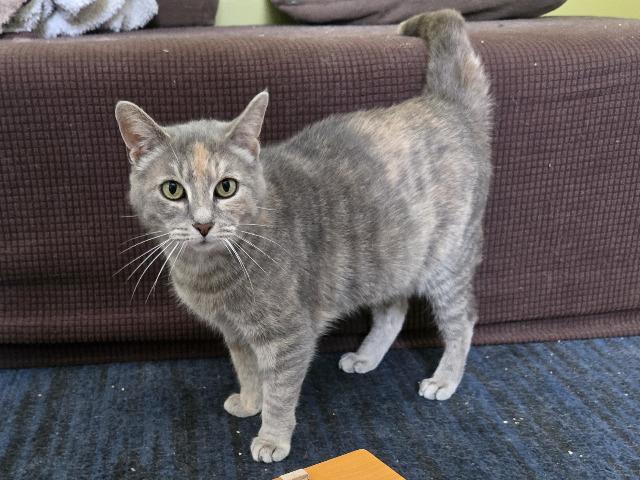 Enlarge Hazelwood, a Adoptable mixed breed in Cincinnati, OH image 3/6