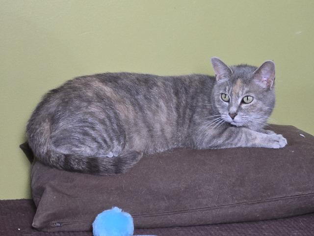 Enlarge Hazelwood, a Adoptable mixed breed in Cincinnati, OH image 5/6
