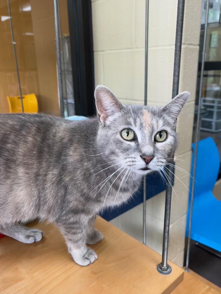 Enlarge Hazelwood, a Adoptable mixed breed in Cincinnati, OH image 6/6