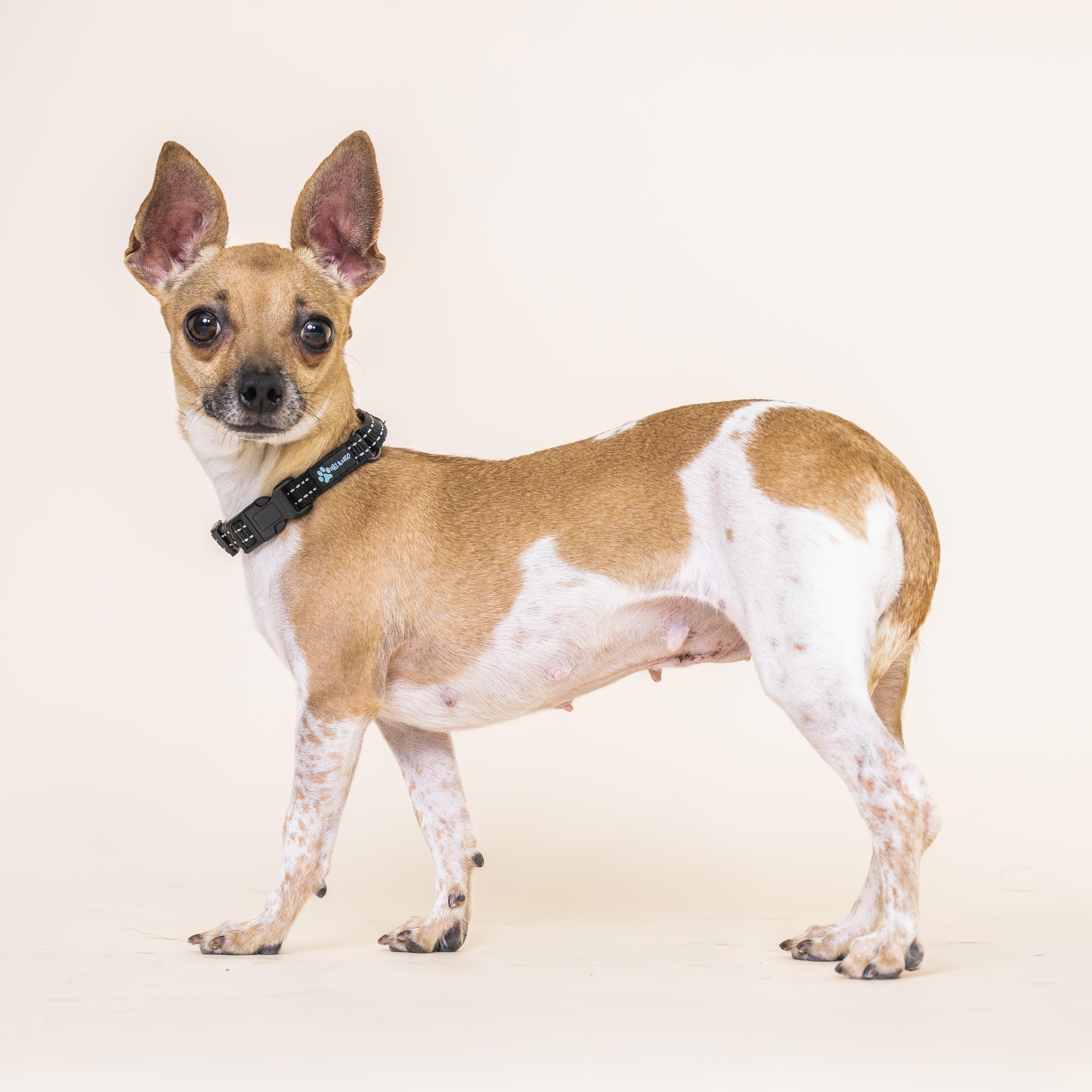 Spice, Adoptable, Adult Female Chihuahua.