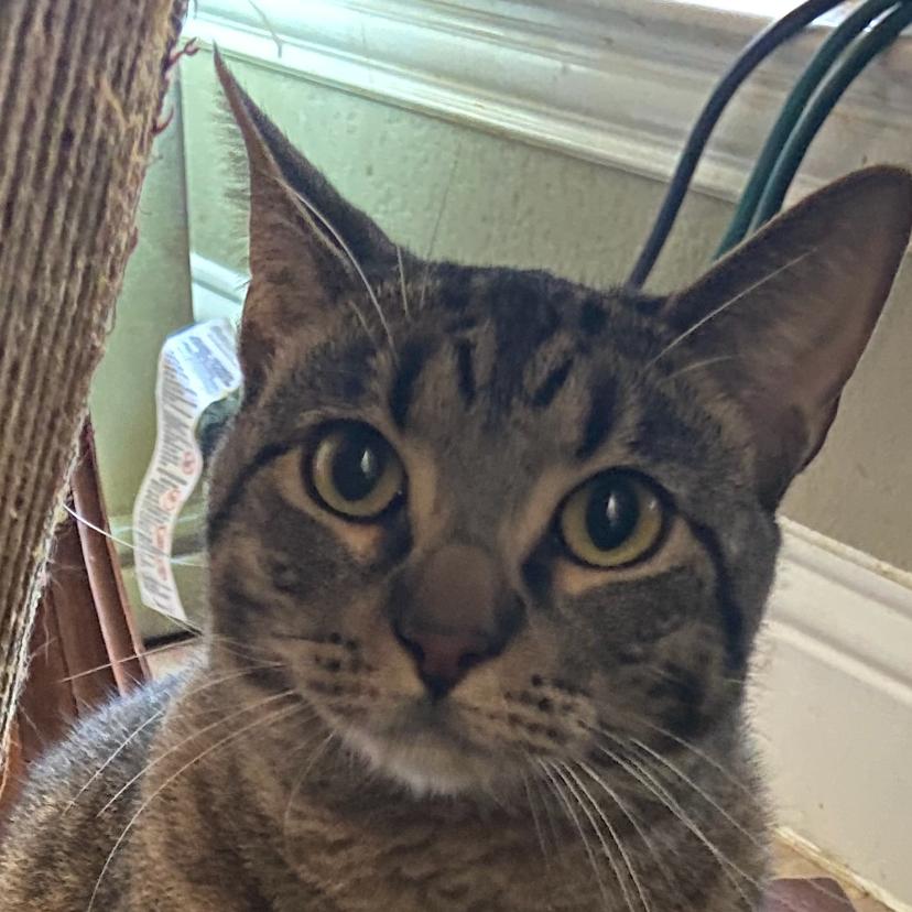 Pigwidgeon C007131 now Oliver, a Adoptable Domestic Short Hair in Prosper, TX image 1/3