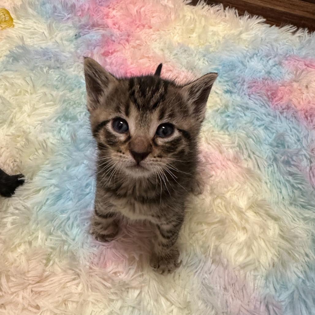 Pigwidgeon C007131 now Oliver, a Adoptable Domestic Short Hair in Prosper, TX image 2/3