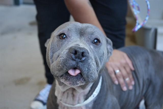 CRINKLE, Adoptable, Adult Female Pit Bull Terrier & Mixed Breed.