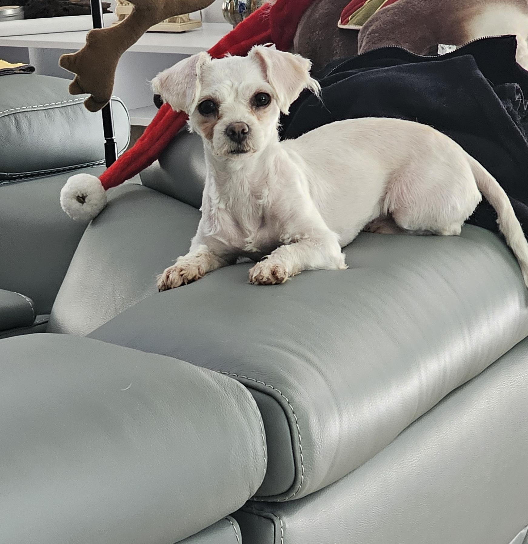 Belle ( adoption pending) , ADOPTABLE, Young Female Maltese.