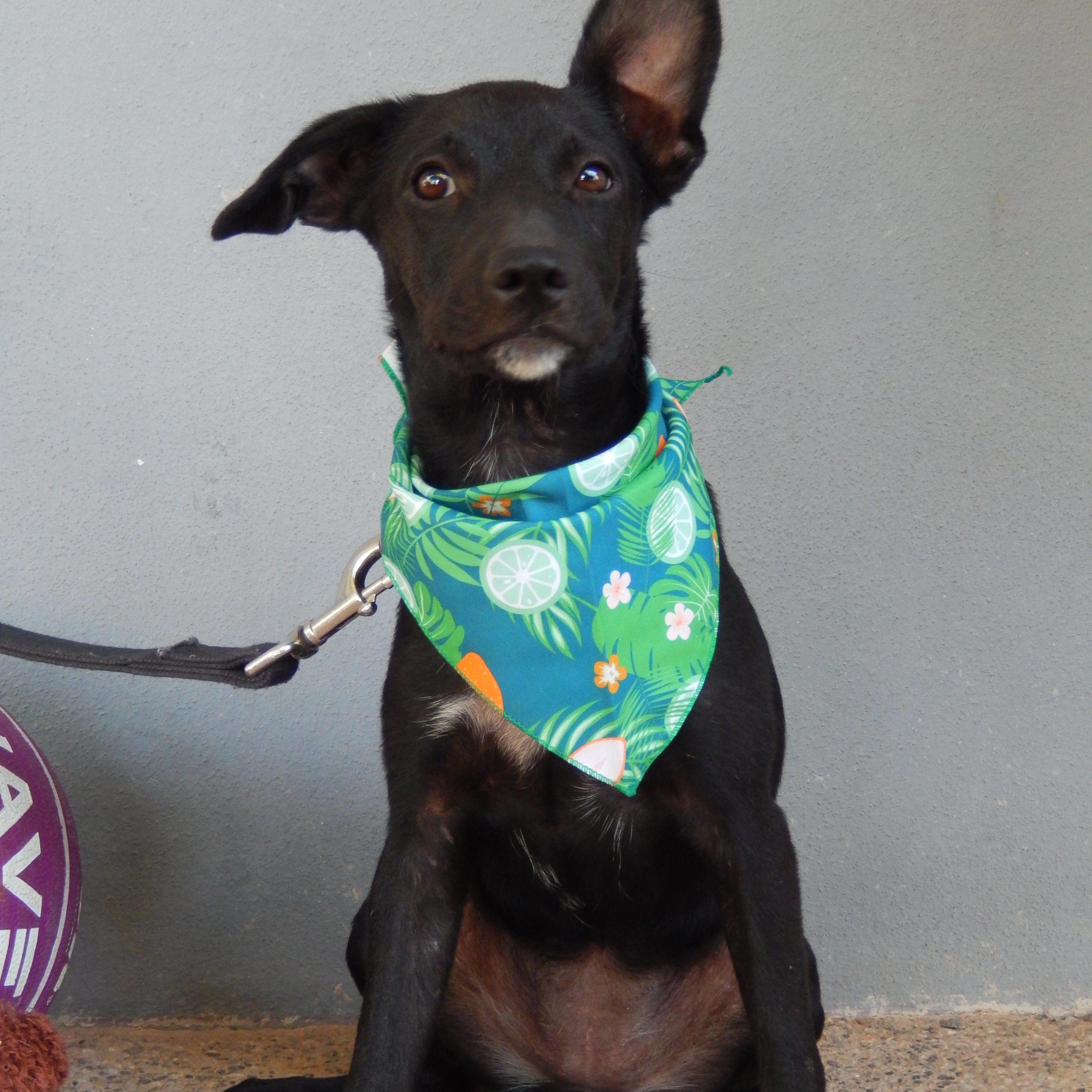 Enlarge Berna, a Adoptable mixed breed in Edmonton, AB image 1/4