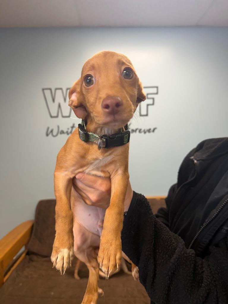 Nugget, Adoptable, Puppy Male Chihuahua.