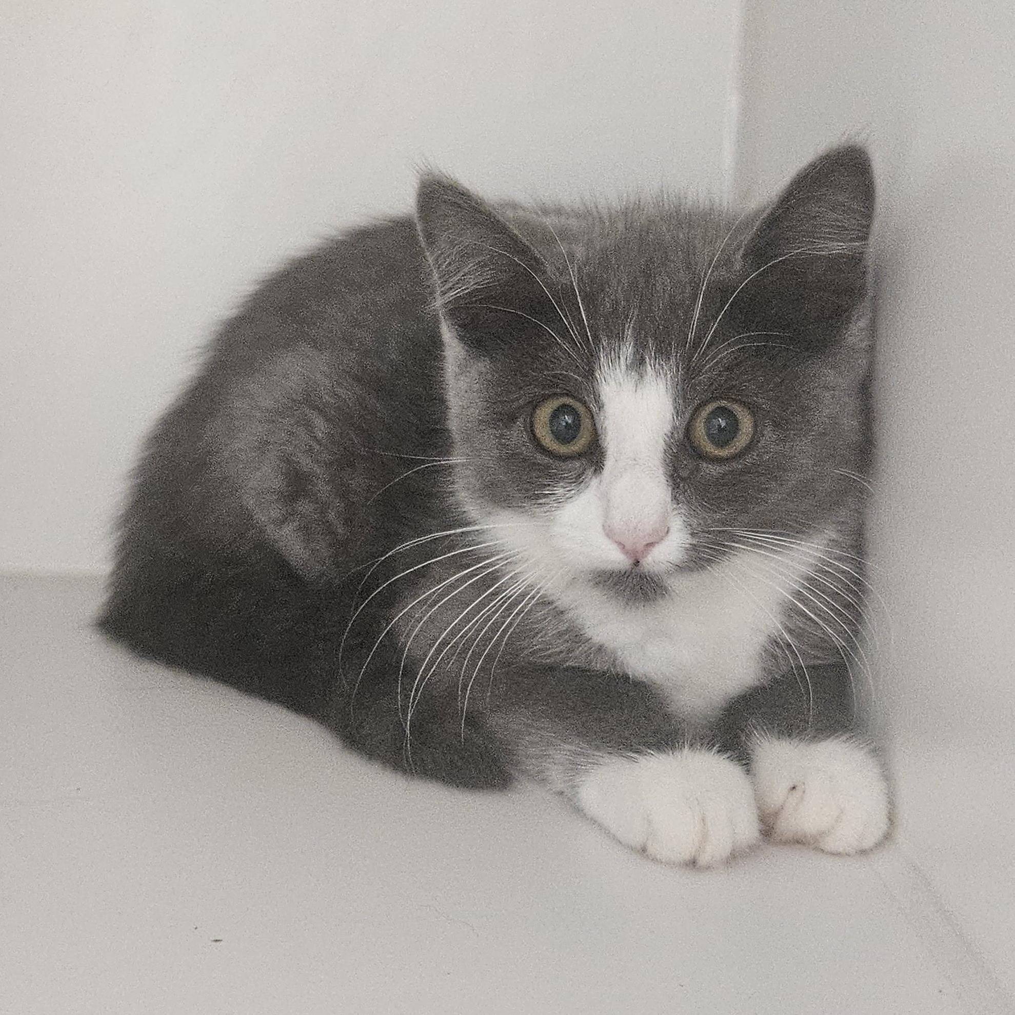 Ariel, adopted, Kitten Female Domestic Short Hair.