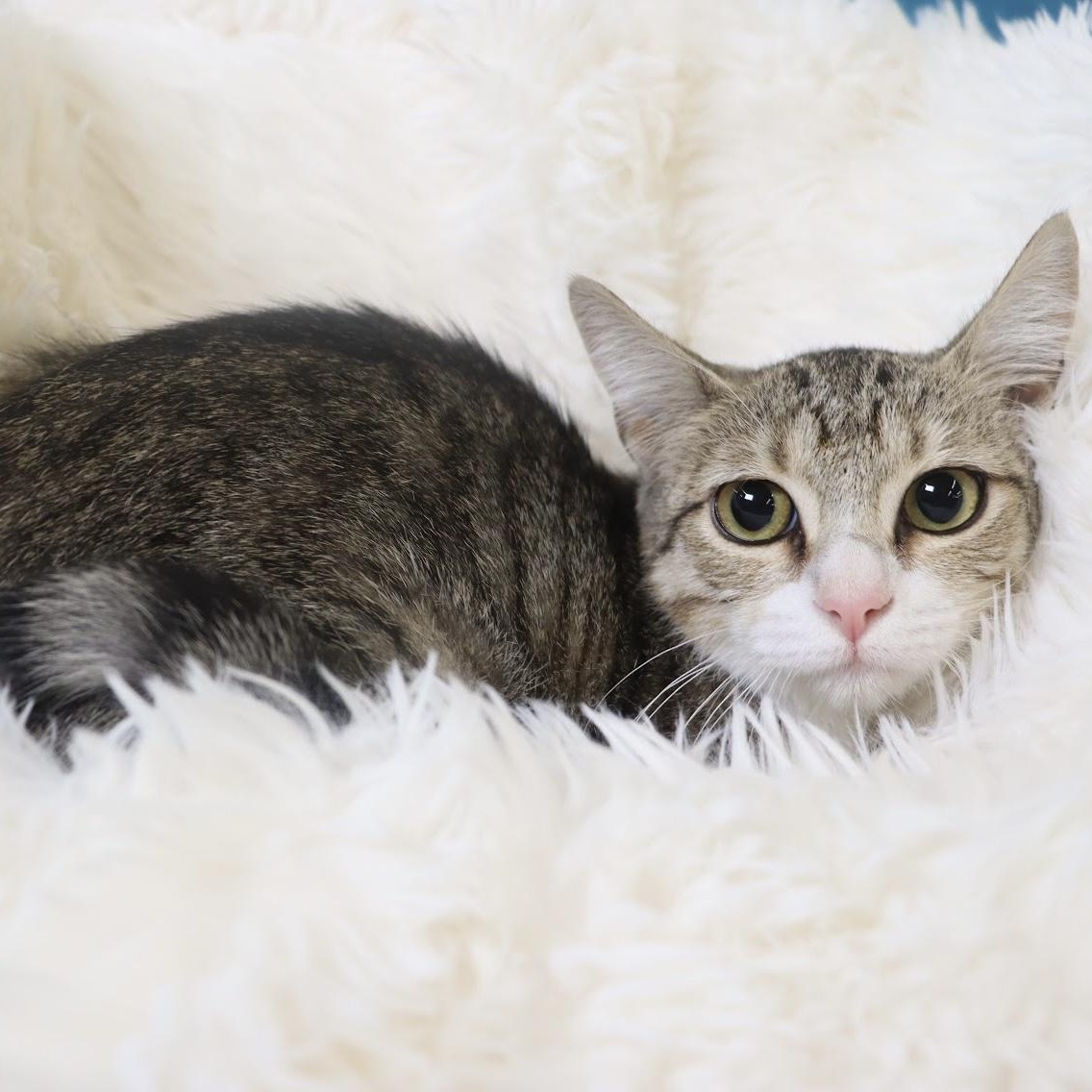 Pickles, Adoptable, Kitten Female Domestic Short Hair.